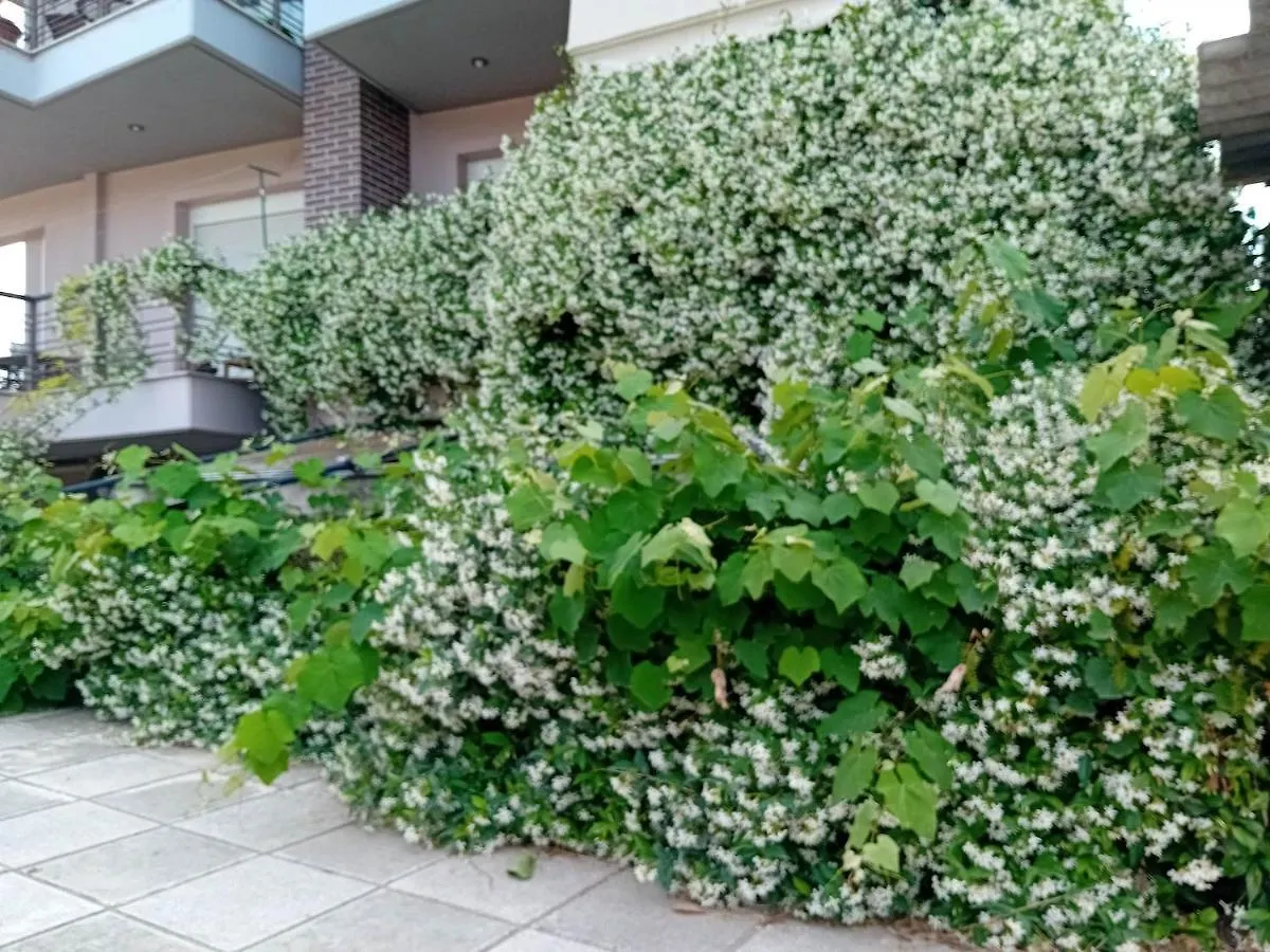 Stella'S Jasmine Apartman Szaloniki 0*,  Görögország